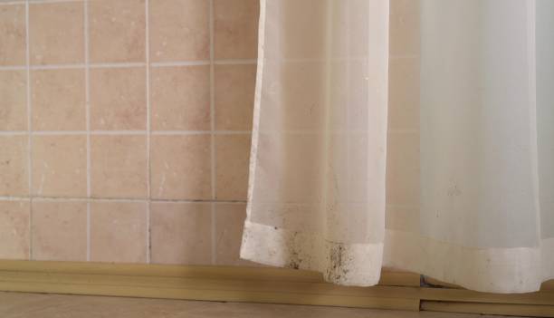  Port St Joe, FL Mold Removal Pros