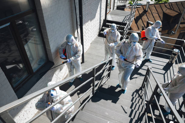 Best Basement Mold Removal  in Port St Joe, FL