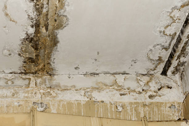 Best Black Mold Removal  in Port St Joe, FL