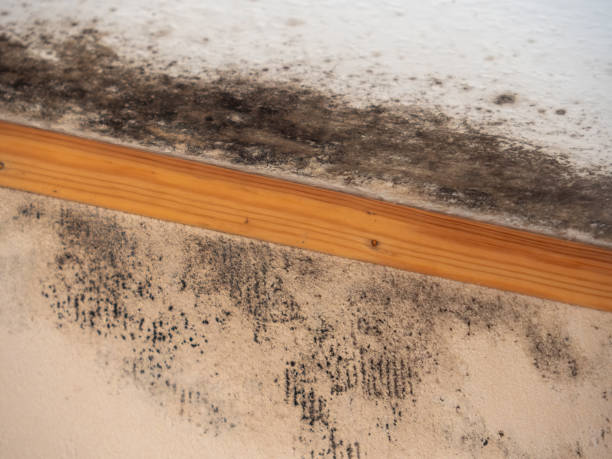 Best Water Damage & Mold Remediation  in Port St Joe, FL