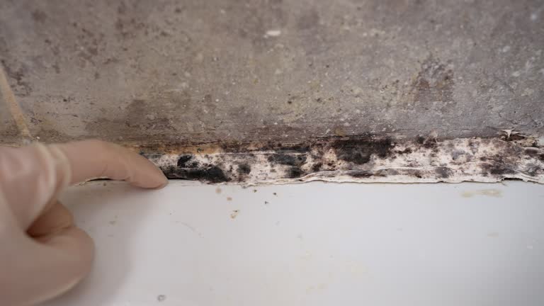 Mold Odor Removal Services in Port St Joe, FL