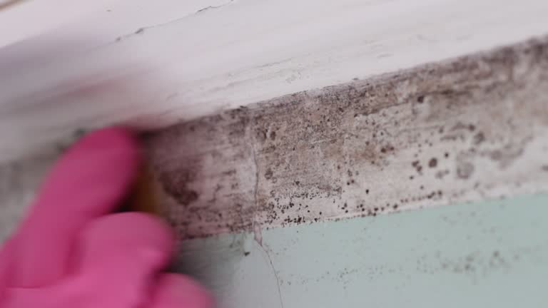 Best Attic Mold Removal  in Port St Joe, FL